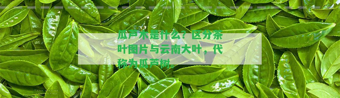 瓜蘆木是什么？區(qū)分茶葉圖片與云南大葉，代稱為瓜蘆樹。