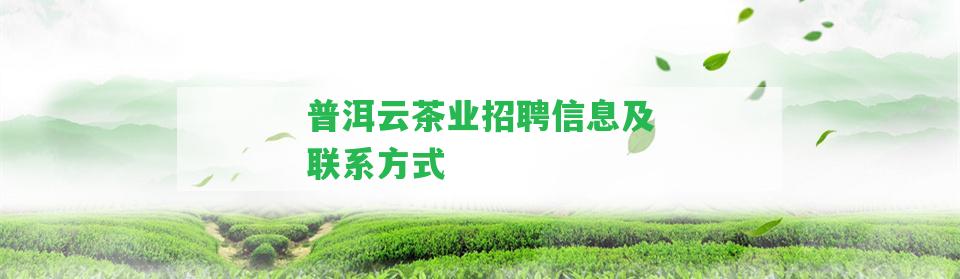 普洱云茶業(yè)招聘信息及聯(lián)系方法