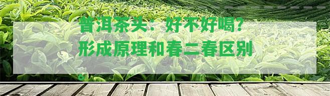 普洱茶頭：好不好喝？形成原理和春二春區(qū)別。