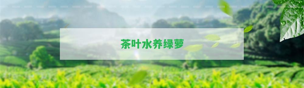 茶葉水養(yǎng)綠蘿