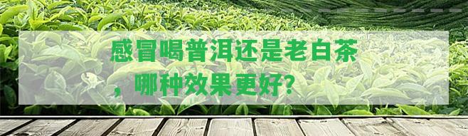 感冒喝普洱還是老白茶，哪種效果更好？