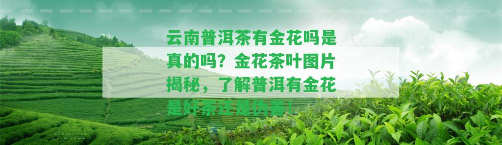 云南普洱茶有金花嗎是真的嗎？金花茶葉圖片揭秘，熟悉普洱有金花是好茶還是偽善！