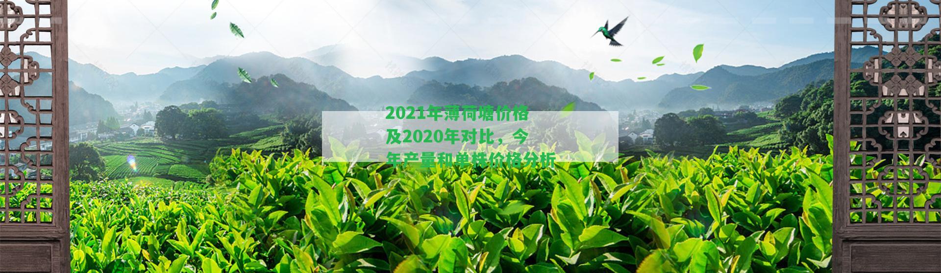 2021年薄荷塘價格及2020年對比，今年產量和單株價格分析