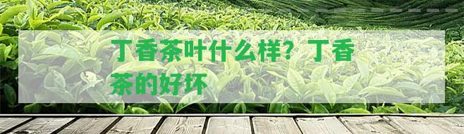 丁香茶葉什么樣？丁香茶的好壞