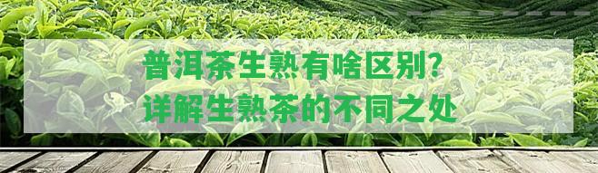 普洱茶生熟有啥區(qū)別？詳解生熟茶的不同之處