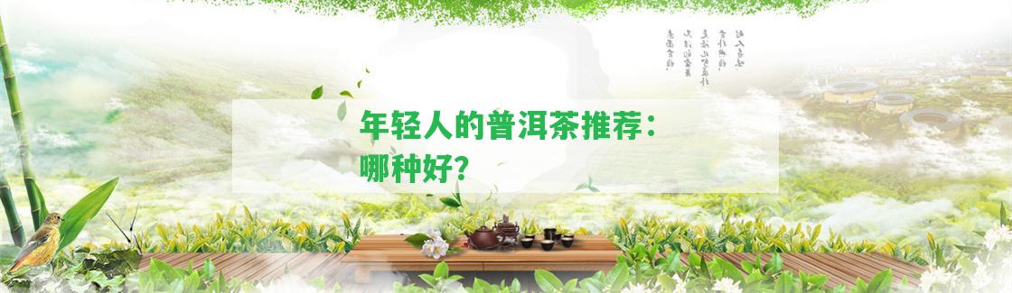 年輕人的普洱茶推薦：哪種好？