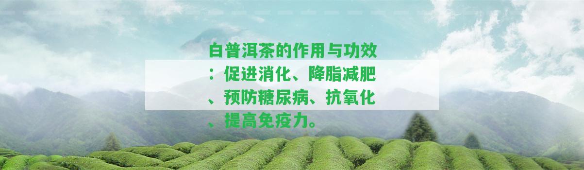 白普洱茶的作用與功效：促進消化、降脂減肥、預防糖尿病、抗氧化、提升免疫力。