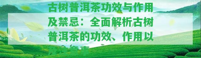 古樹普洱茶功效與作用及禁忌：全面解析古樹普洱茶的功效、作用以及留意事