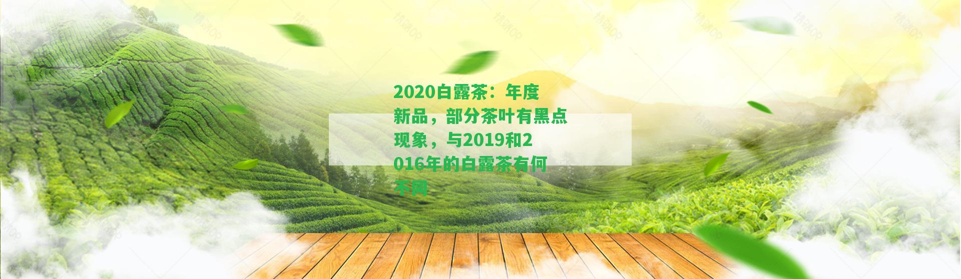 2020白露茶：年度新品，部分茶葉有黑點現(xiàn)象，與2019和2016年的白露茶有何不同