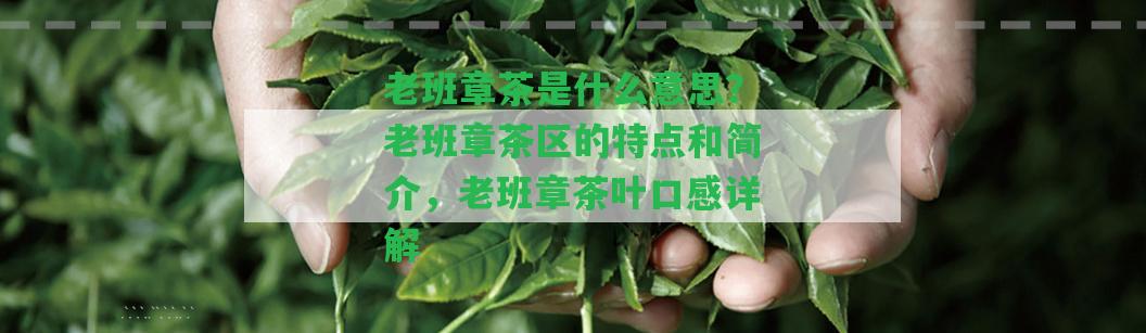 老班章茶是什么意思？老班章茶區(qū)的特點(diǎn)和簡(jiǎn)介，老班章茶葉口感詳解