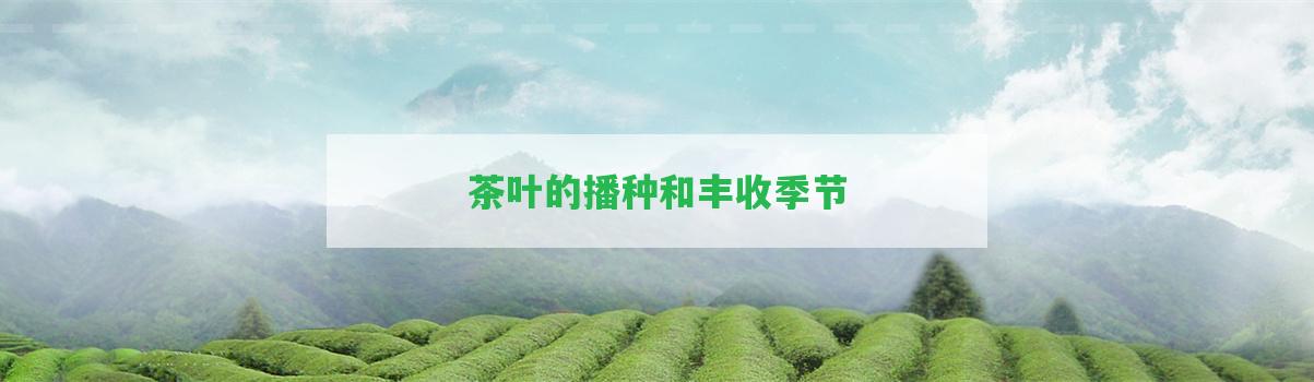 茶葉的播種和豐收季節(jié)