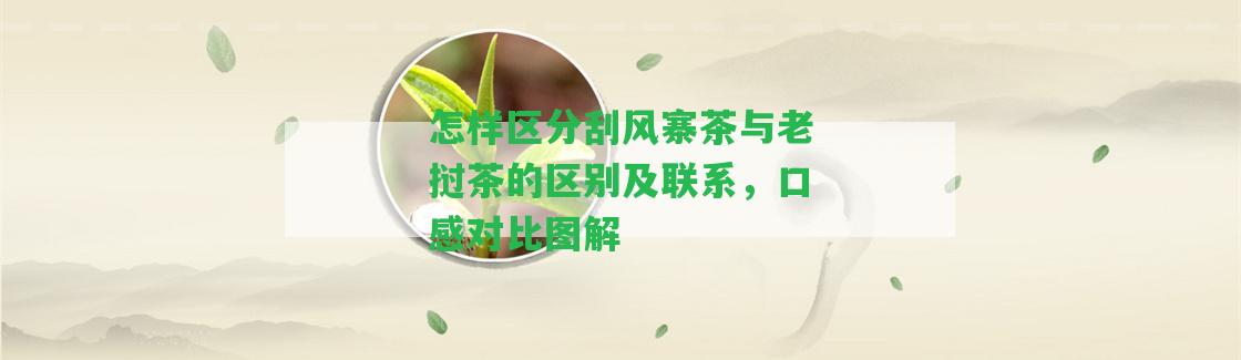 怎樣區(qū)分刮風(fēng)寨茶與老撾茶的區(qū)別及聯(lián)系，口感對(duì)比圖解