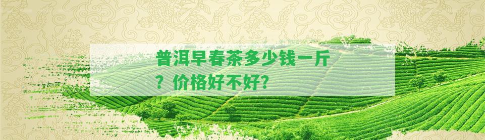 普洱早春茶多少錢一斤？價(jià)格好不好？