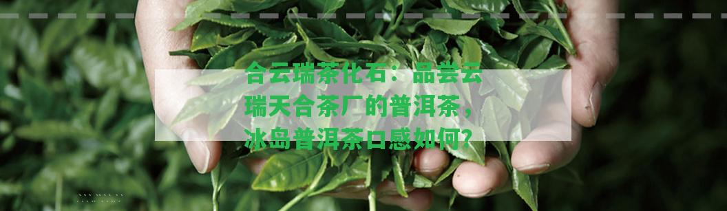 合云瑞茶化石：品嘗云瑞天合茶廠的普洱茶，冰島普洱茶口感怎樣？