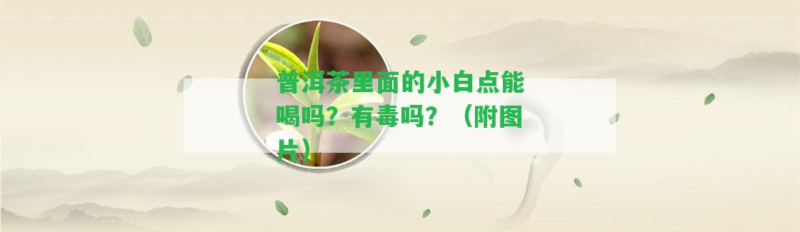 普洱茶里面的小白點(diǎn)能喝嗎？有毒嗎？（附圖片）