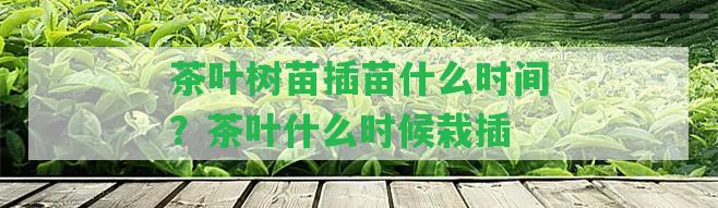 茶葉樹苗插苗什么時間？茶葉什么時候栽插