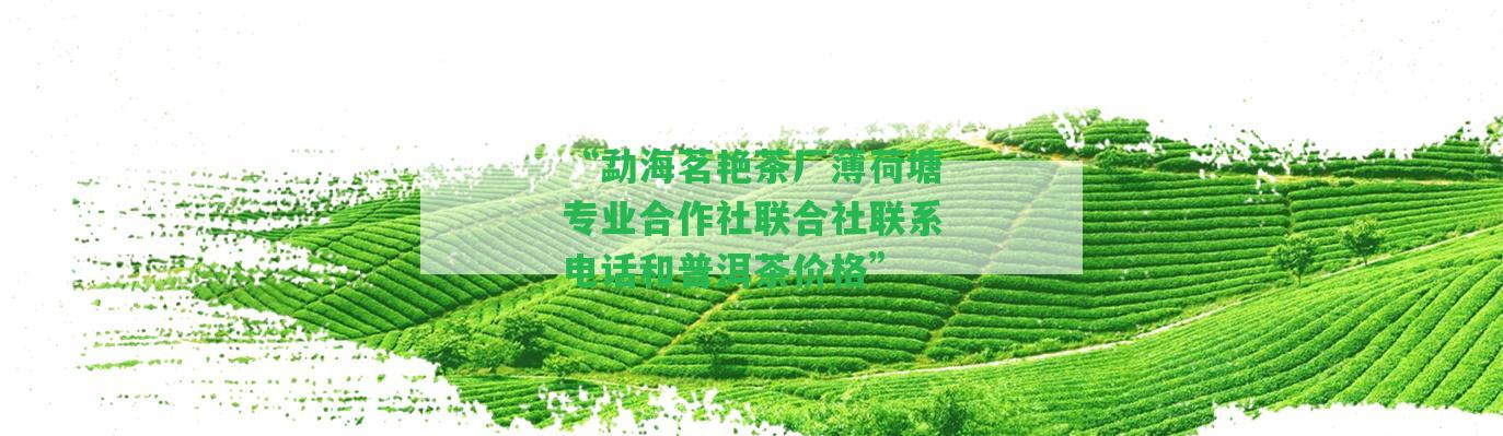 “勐海茗艷茶廠薄荷塘專業(yè)合作社聯(lián)合社聯(lián)系電話和普洱茶價格”