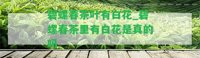 碧螺春茶葉有白花_碧螺春茶里有白花是真的嗎