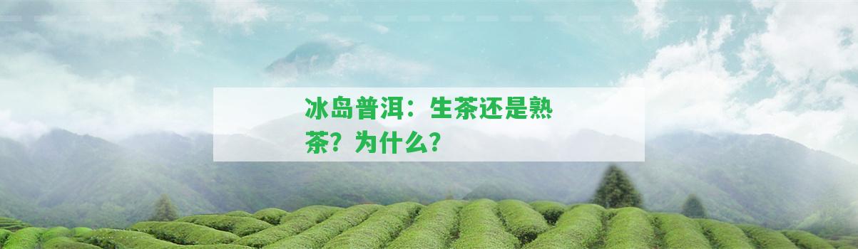 冰島普洱：生茶還是熟茶？為什么？