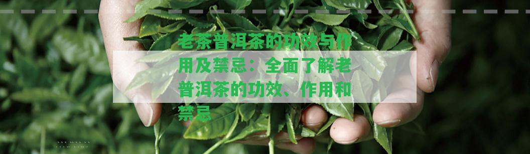 老茶普洱茶的功效與作用及禁忌：全面熟悉老普洱茶的功效、作用和禁忌