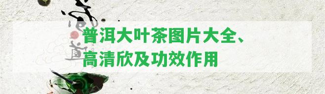 普洱大葉茶圖片大全、高清欣及功效作用