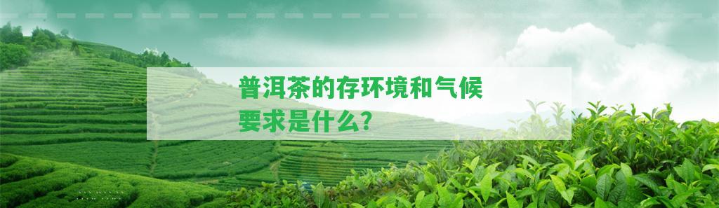 普洱茶的存環(huán)境和氣候請求是什么？