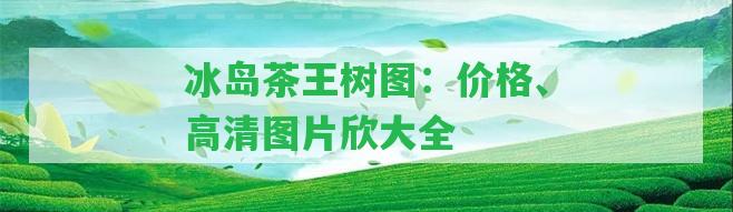 冰島茶王樹圖：價格、高清圖片欣大全