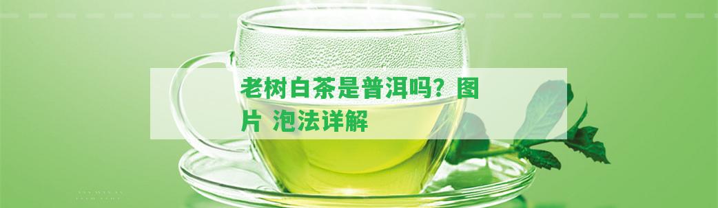 老樹白茶是普洱嗎？圖片 泡法詳解