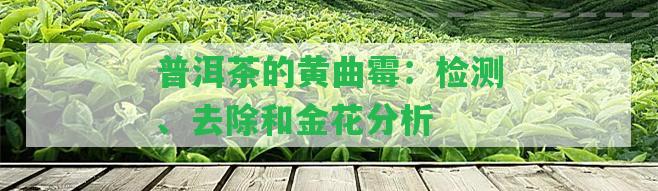 普洱茶的黃曲霉：檢測(cè)、去除和金花分析