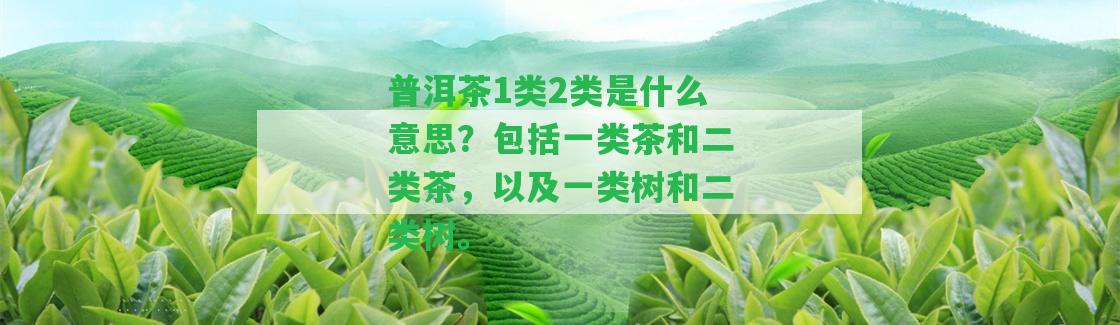 普洱茶1類(lèi)2類(lèi)是什么意思？包含一類(lèi)茶和二類(lèi)茶，以及一類(lèi)樹(shù)和二類(lèi)樹(shù)。