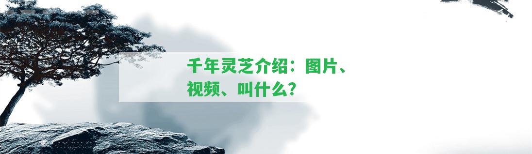 千年靈芝介紹：圖片、視頻、叫什么？