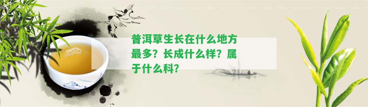 普洱草生長在什么地方最多？長成什么樣？屬于什么科？