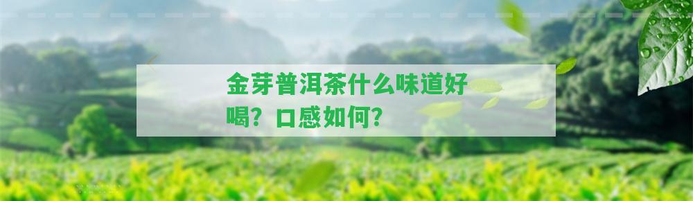 金芽普洱茶什么味道好喝？口感怎樣？