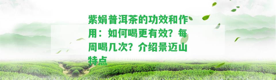 紫娟普洱茶的功效和作用：怎樣喝更有效？每周喝幾次？介紹景邁山特點