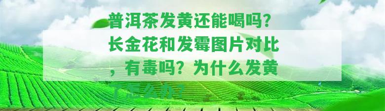 普洱茶發(fā)黃還能喝嗎？長金花和發(fā)霉圖片對比，有毒嗎？為什么發(fā)黃了怎么辦？