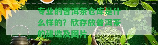 專業(yè)的普洱茶倉庫是什么樣的？欣存放普洱茶的建造及圖片