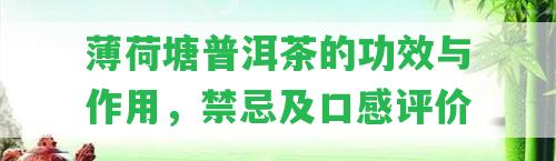 薄荷塘普洱茶的功效與作用，禁忌及口感評(píng)價(jià)