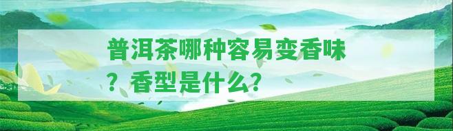 普洱茶哪種容易變香味？香型是什么？