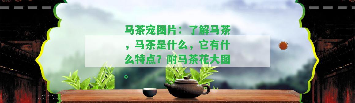 馬茶寵圖片：熟悉馬茶，馬茶是什么，它有什么特點(diǎn)？附馬茶花大圖。