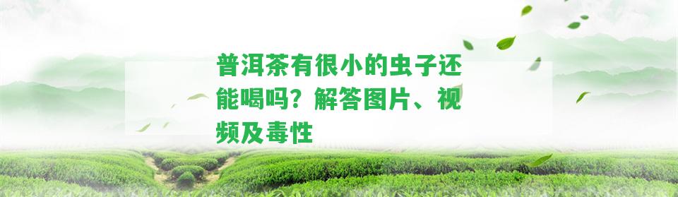 普洱茶有很小的蟲子還能喝嗎？解答圖片、視頻及毒性