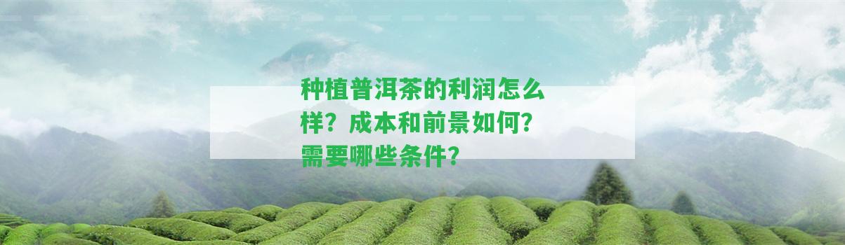 種植普洱茶的利潤怎么樣？成本和前景怎樣？需要哪些條件？