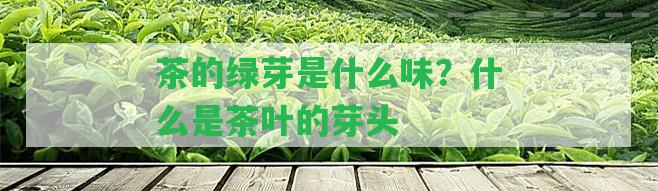 茶的綠芽是什么味？什么是茶葉的芽頭