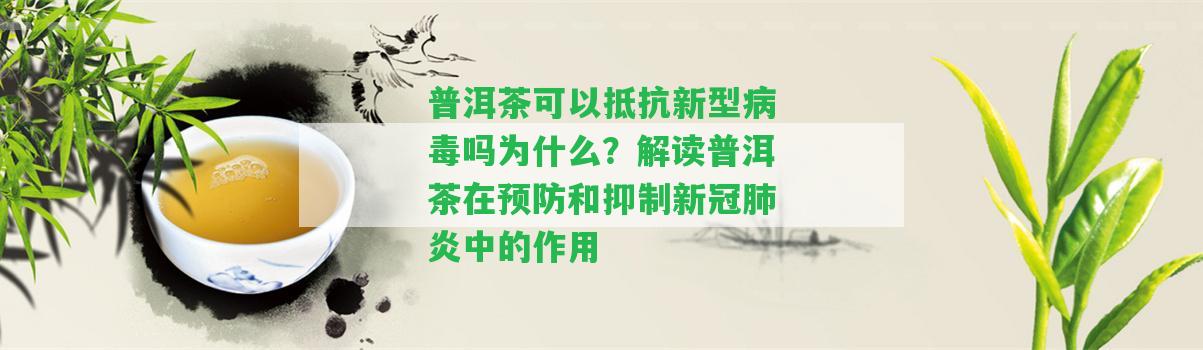 普洱茶可以抵抗新型病毒嗎為什么？解讀普洱茶在預(yù)防和抑制新冠肺炎中的作用