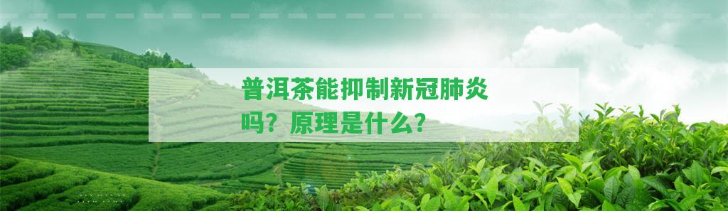 普洱茶能抑制新冠肺炎嗎？原理是什么？