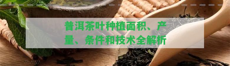 普洱茶葉種植面積、產量、條件和技術全解析