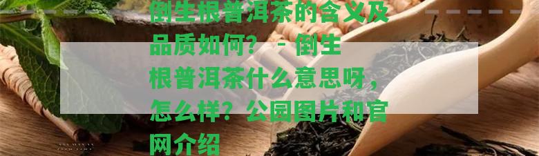 倒生根普洱茶的含義及品質(zhì)怎樣？ - 倒生根普洱茶什么意思呀，怎么樣？公園圖片和官網(wǎng)介紹