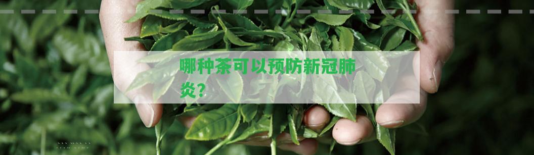 哪種茶可以預(yù)防新冠肺炎？