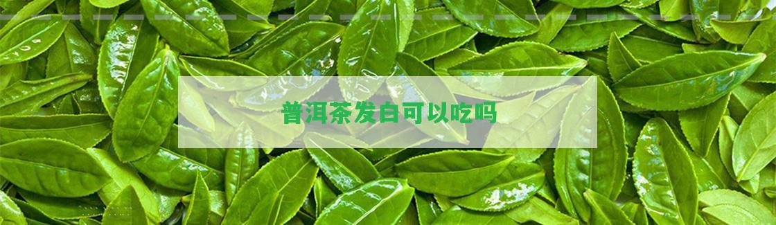 普洱茶發(fā)白可以吃嗎