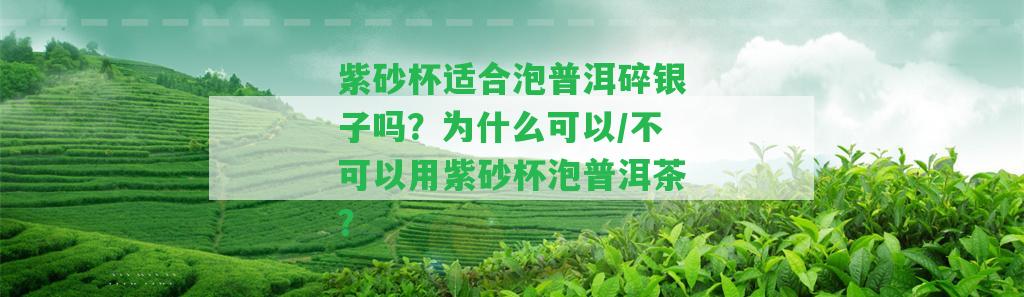 紫砂杯適合泡普洱碎銀子嗎？為什么可以/不可以用紫砂杯泡普洱茶？