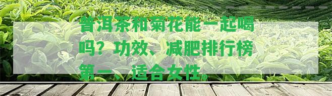 普洱茶和菊花能一起喝嗎？功效、減肥排行榜第一、適合女性。